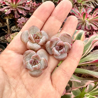 Rare Succulents - Echeveria Snow Star (0.4”-0.6”)