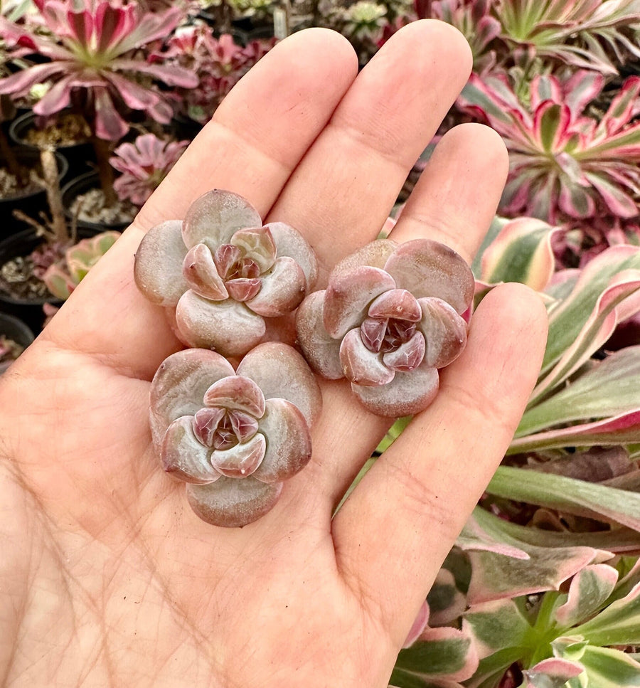 Rare Succulents - Echeveria Snow Star (0.4”-0.6”)