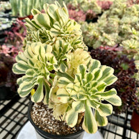 Rare Succulents - Aeonium Variegated Maybach