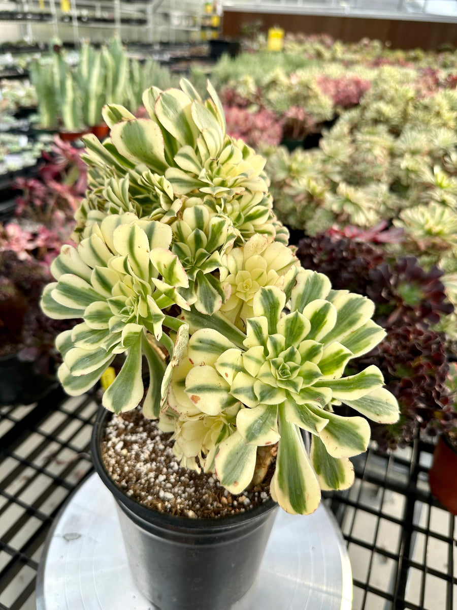 Rare Succulents - Aeonium Variegated Maybach