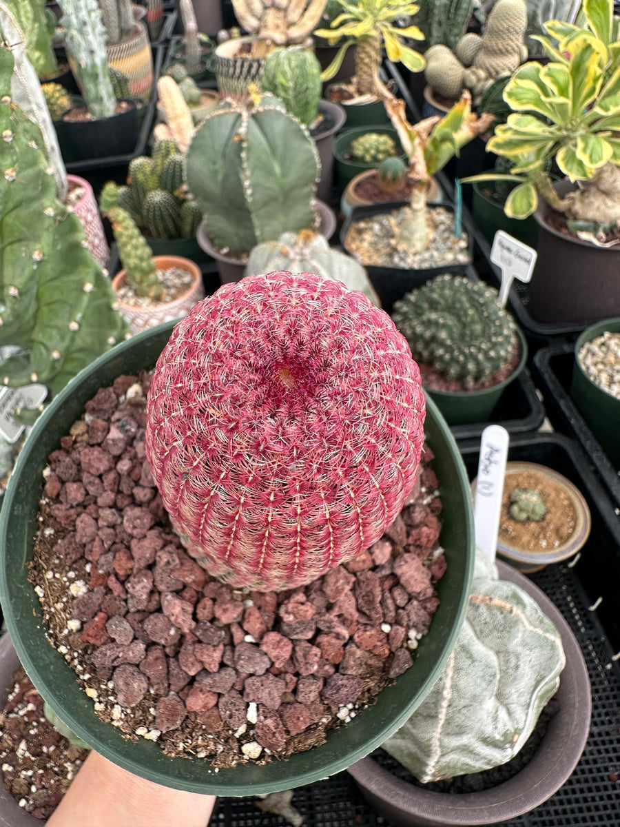 Rare Cactus - Echinocereus Rigidissimus 'Rainbow Cactus' (Single Stem 6”-8” tall)