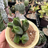 Crassula Quadrangularis (2”-2.5”), Rare Succulent Plants, Crassula Exotic, Cluster