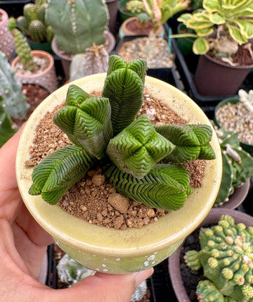 Crassula Quadrangularis (2”-2.5”), Rare Succulent Plants, Crassula Exotic, Cluster