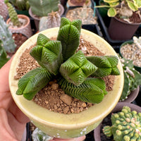 Crassula Quadrangularis (2”-2.5”), Rare Succulent Plants, Crassula Exotic, Cluster