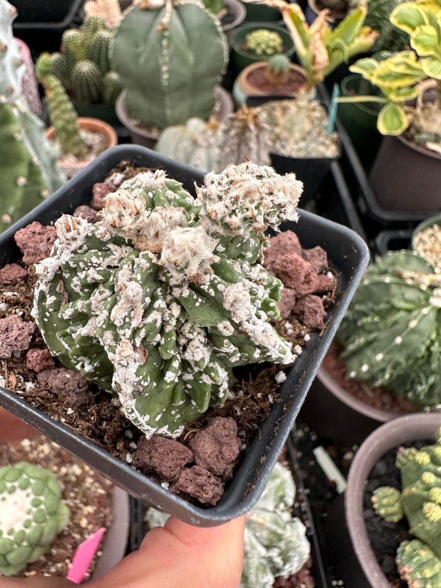 Rare Cactus - Astrophytum Myriostigma cv. Hakujo Fukuryu (1.5”)