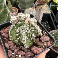 Rare Cactus - Astrophytum Myriostigma cv. Hakujo Fukuryu (1.5”)