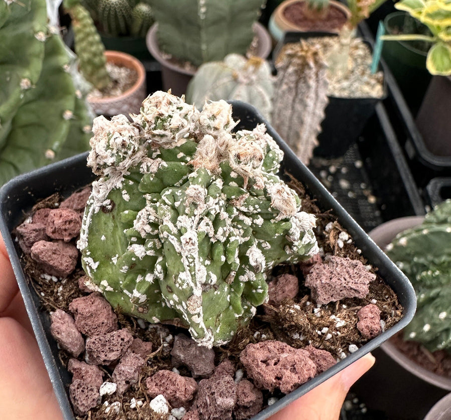 Rare Cactus - Astrophytum Myriostigma cv. Hakujo Fukuryu (1.5”)