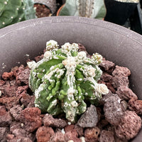 Rare Cactus - Astrophytum Myriostigma cv. Hakujo Fukuryu (1.5”)