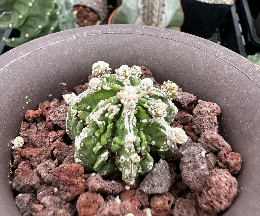 Rare Cactus - Astrophytum Myriostigma cv. Hakujo Fukuryu (1.5”)