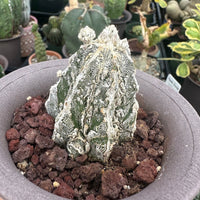 Rare Cactus - Astrophytum Myriostigma cv. onzuka Fukuryu (2”)