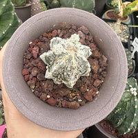 Rare Cactus - Astrophytum Myriostigma cv. onzuka Fukuryu (2”)