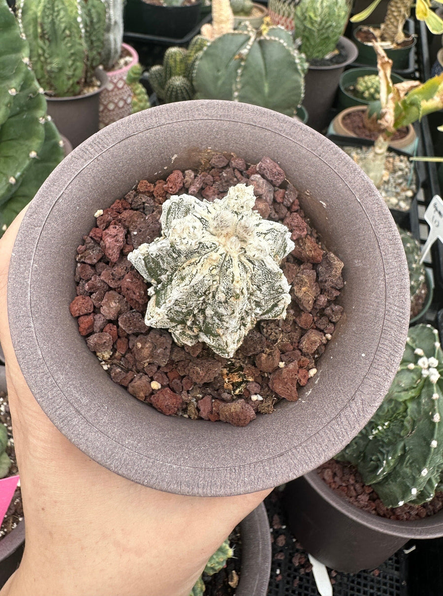 Rare Cactus - Astrophytum Myriostigma cv. onzuka Fukuryu (2”)