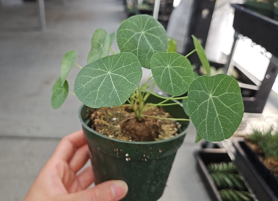 Rare Succulents - Stephania Erecta (Budding Bulb 1.5")