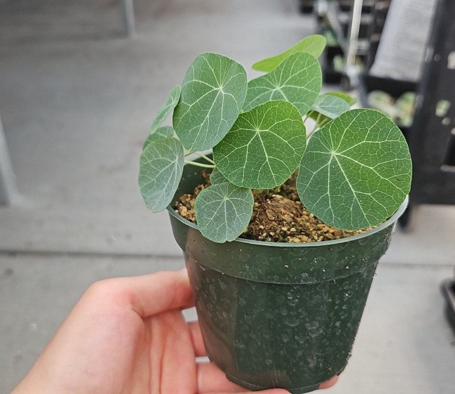 Rare Succulents - Stephania Erecta (Budding Bulb 1.5")