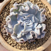 Rare Succulents - Echeveria crispate beauty