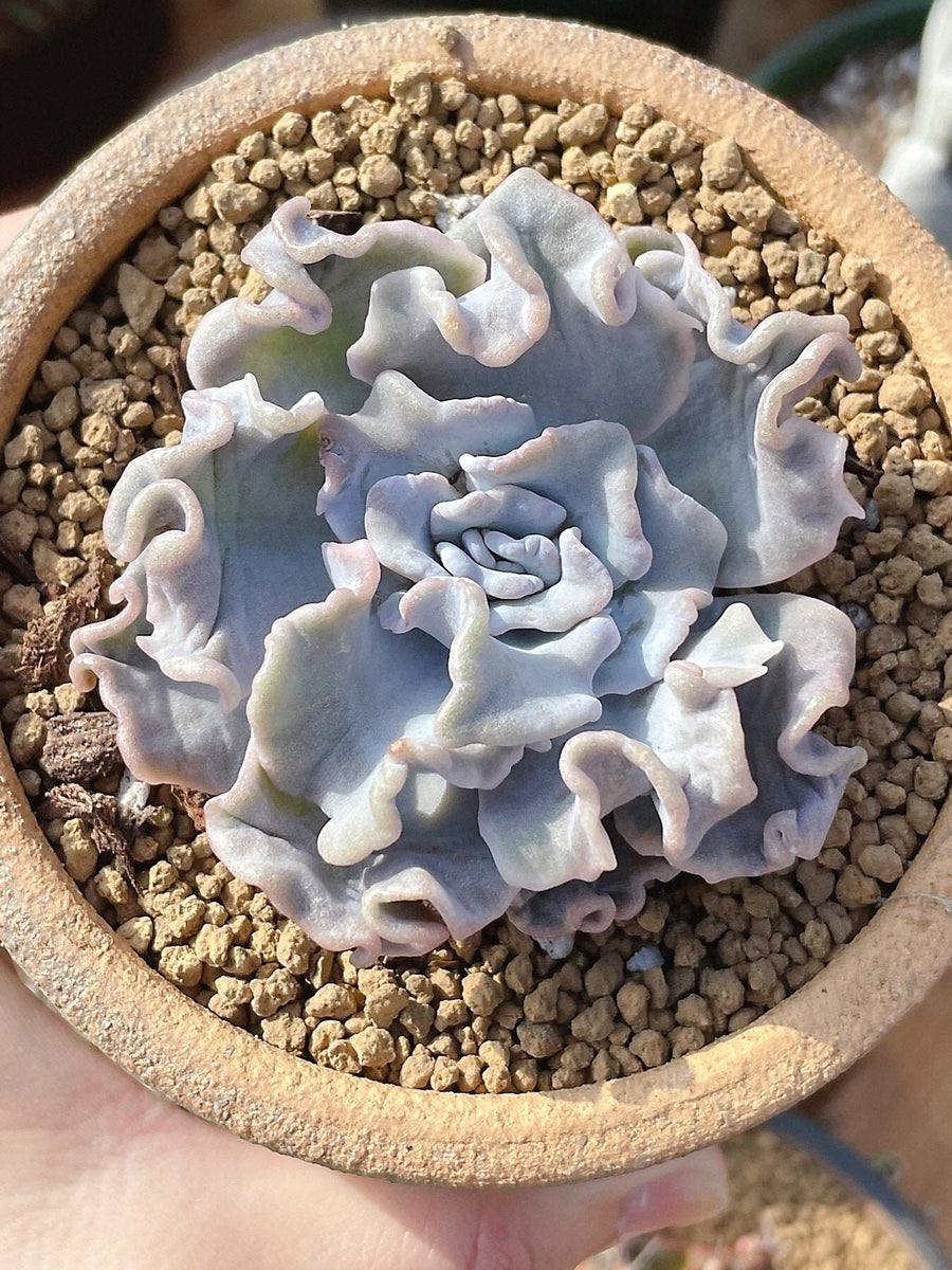 Rare Succulents - Echeveria crispate beauty