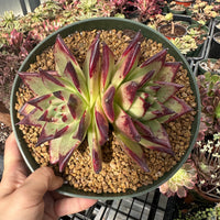 Rare Succulents - Echeveria Agavoides Double Heads (6”-8”)