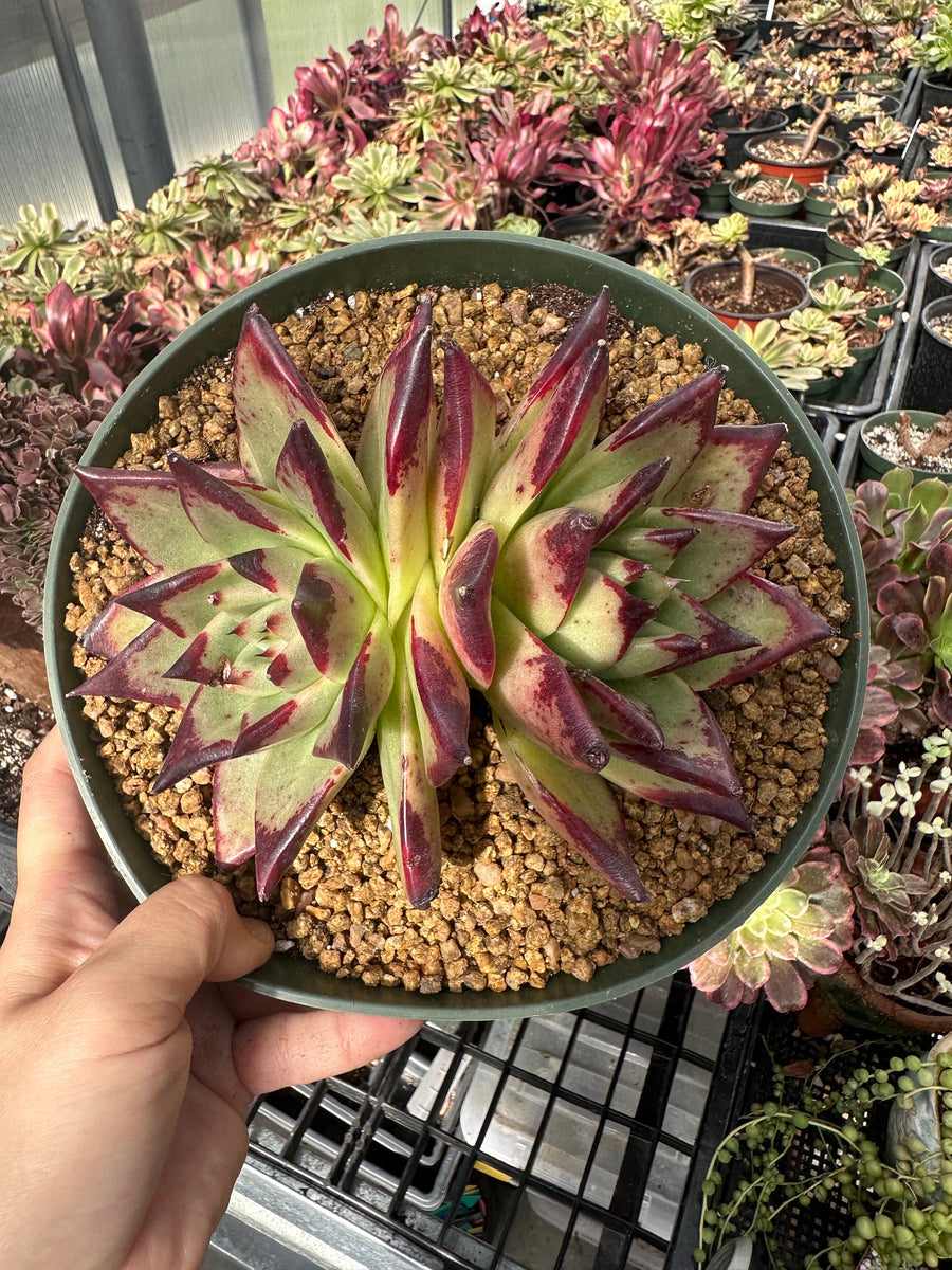 Rare Succulents - Echeveria Agavoides Double Heads (6”-8”)