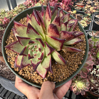 Rare Succulents - Echeveria Agavoides Double Heads (6”-8”)