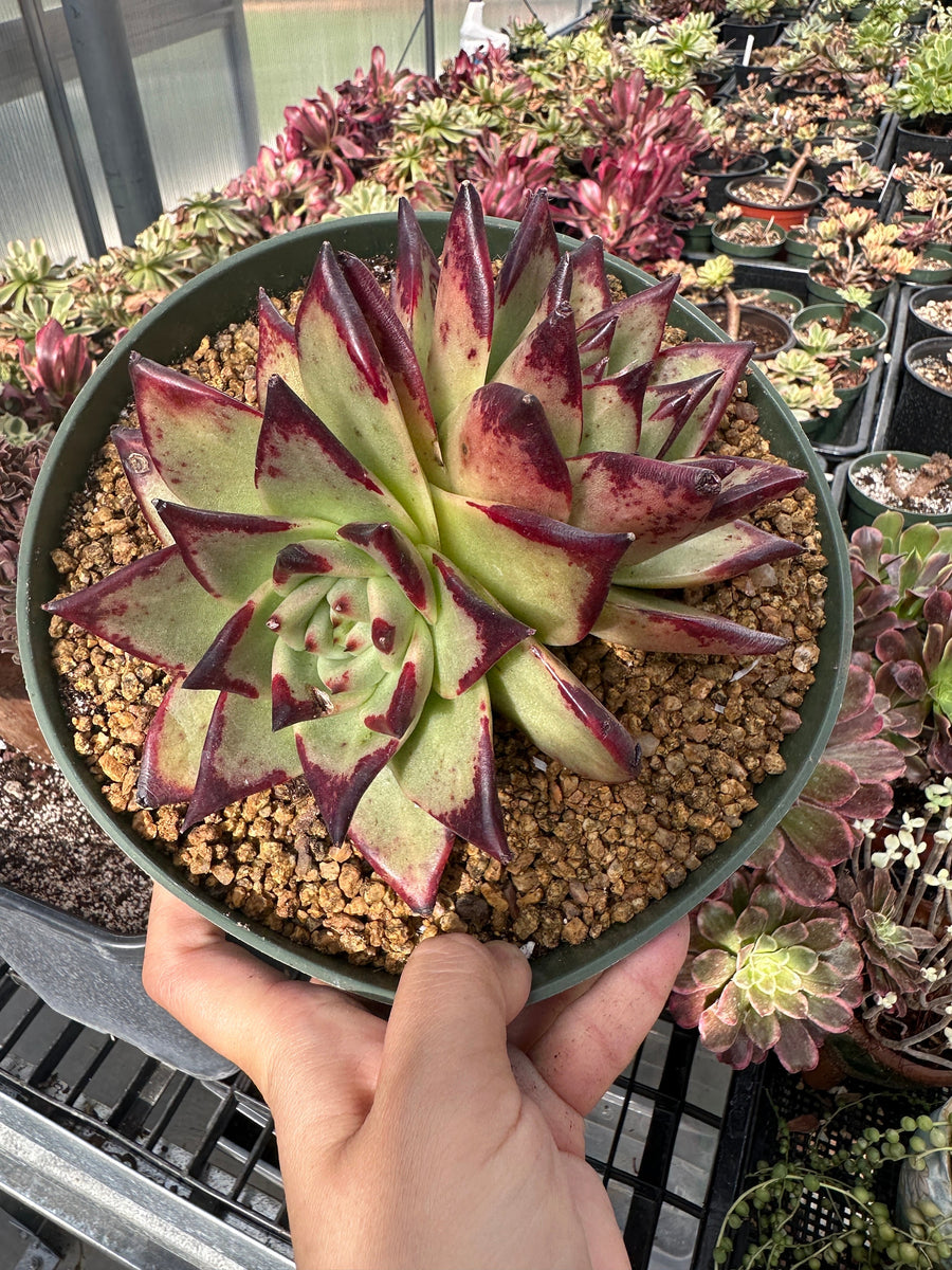 Rare Succulents - Echeveria Agavoides Double Heads (6”-8”)