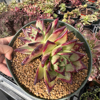 Rare Succulents - Echeveria Agavoides Double Heads (6”-8”)