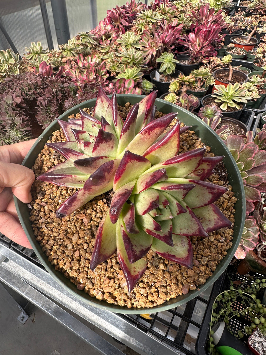 Rare Succulents - Echeveria Agavoides Double Heads (6”-8”)