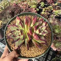 Rare Succulents - Echeveria Agavoides Double Heads (6”-8”)