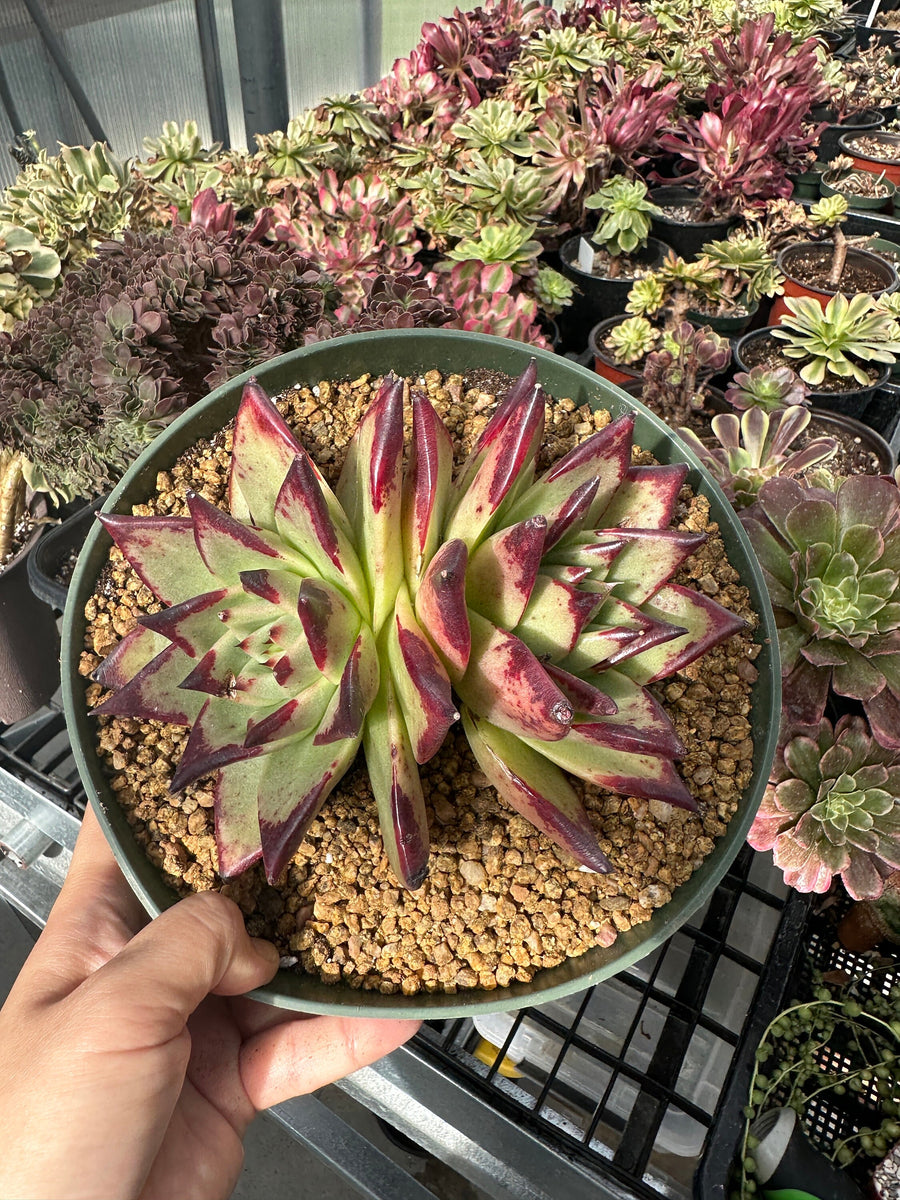 Rare Succulents - Echeveria Agavoides Double Heads (6”-8”)