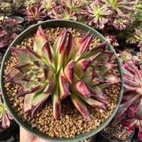 Rare Succulents - Echeveria Agavoides Double Heads (6”-8”)