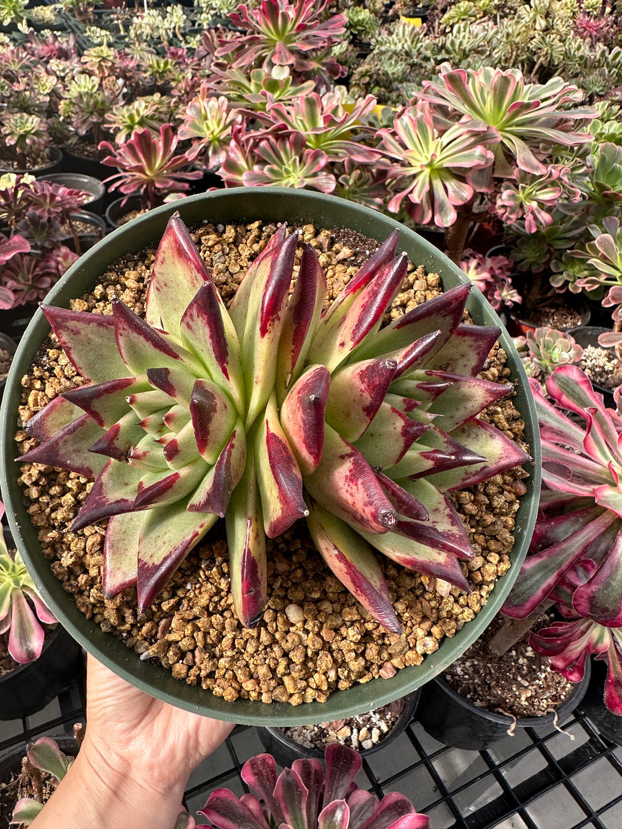 Rare Succulents - Echeveria Agavoides Double Heads (6”-8”)