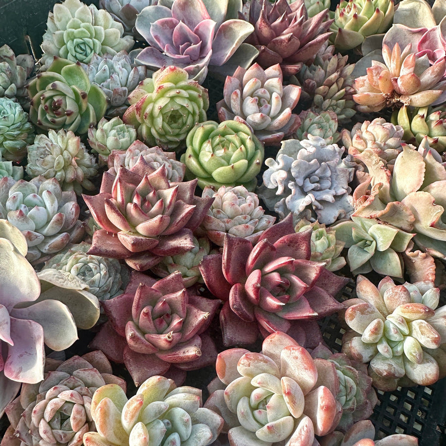 Rare Succulents - Succulents Mystery Box