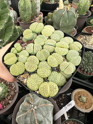 Rare Succulents - Lithops Green Fulviceps (0.8”-1”)