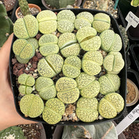Rare Succulents - Lithops Green Fulviceps (0.8”-1”)