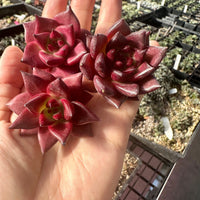 Rare Succulents - Echeveria Agavoides Rubin (1.5")