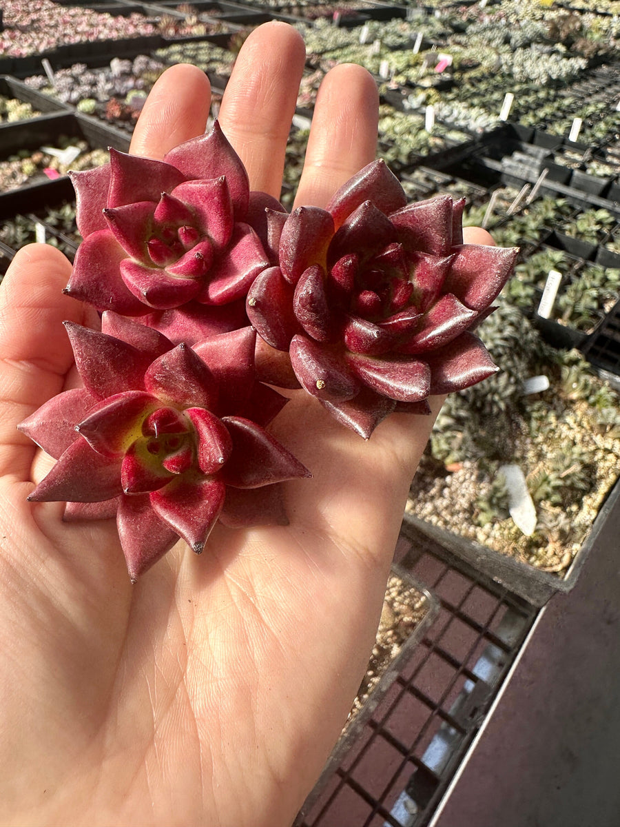 Rare Succulents - Echeveria Agavoides Rubin (1.5