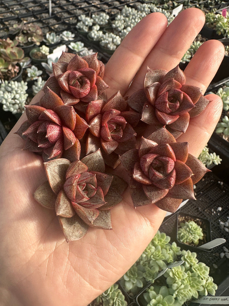 Rare Succulents - Echeveria Purpusorum White Form (1