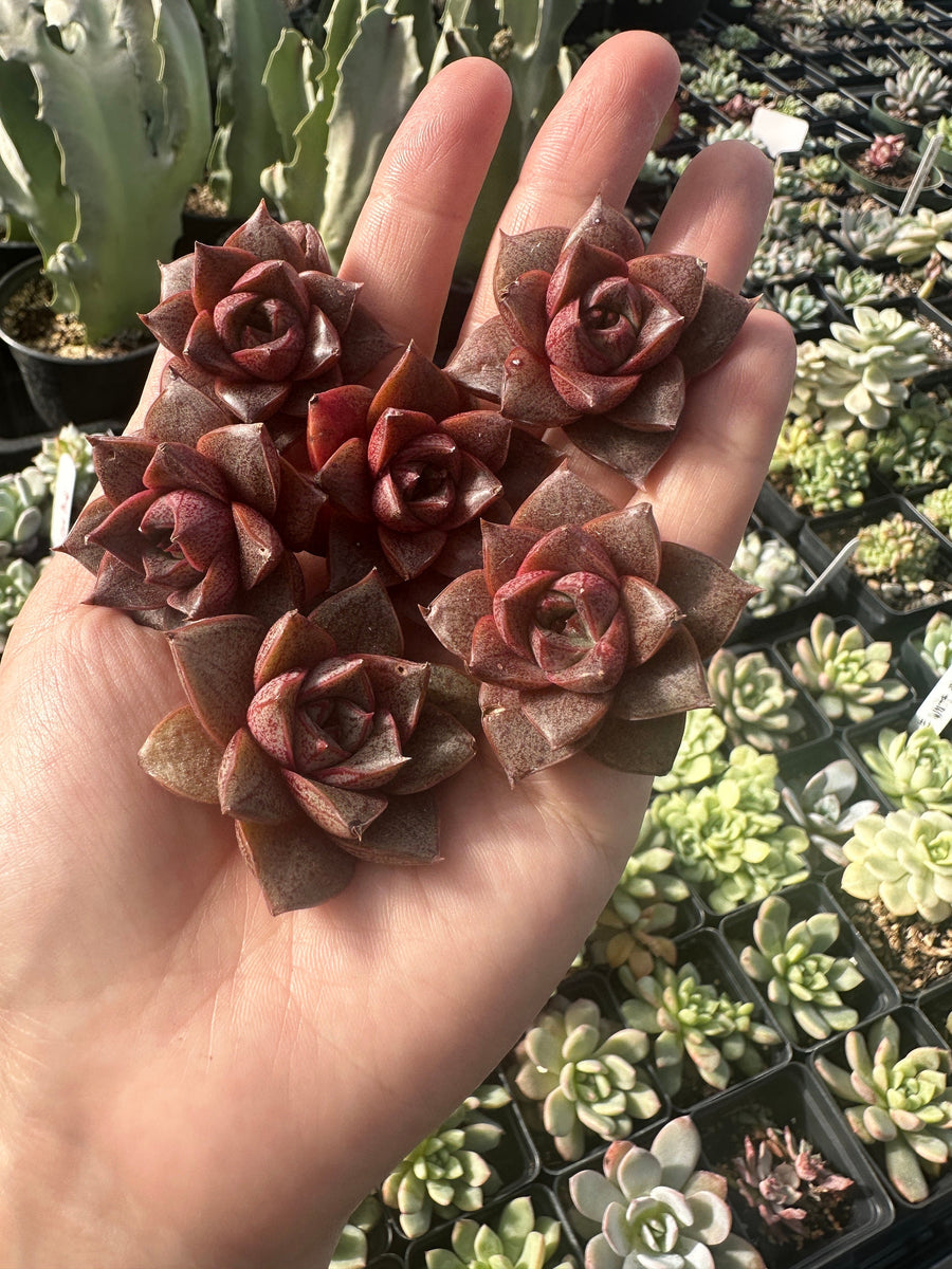 Rare Succulents - Echeveria Purpusorum White Form (1