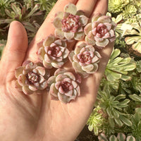 Rare Succulents - Echeveria Red Velvet Sugar Heart (1”-1.2”)