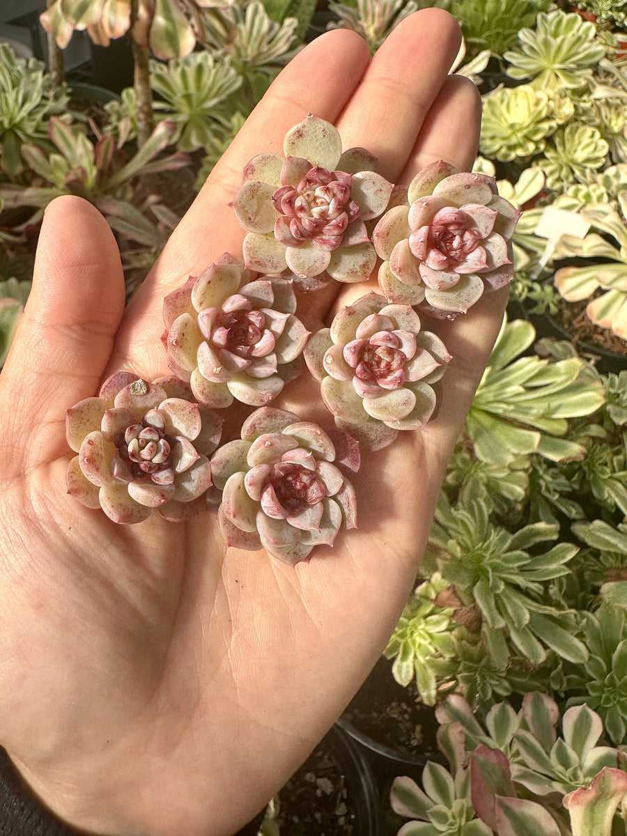 Rare Succulents - Echeveria Red Velvet Sugar Heart (1”-1.2”)