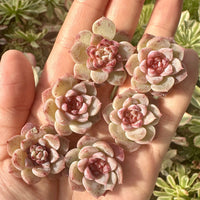 Rare Succulents - Echeveria Red Velvet Sugar Heart (1”-1.2”)