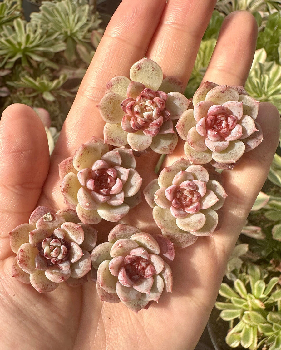 Rare Succulents - Echeveria Red Velvet Sugar Heart (1”-1.2”)