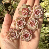 Rare Succulents - Echeveria Red Velvet Sugar Heart (1”-1.2”)