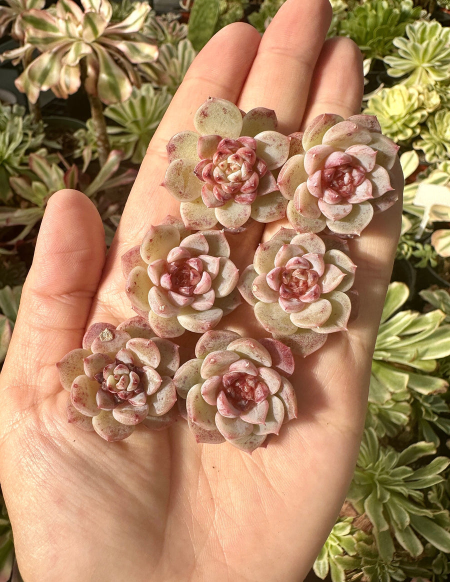 Rare Succulents - Echeveria Red Velvet Sugar Heart (1”-1.2”)