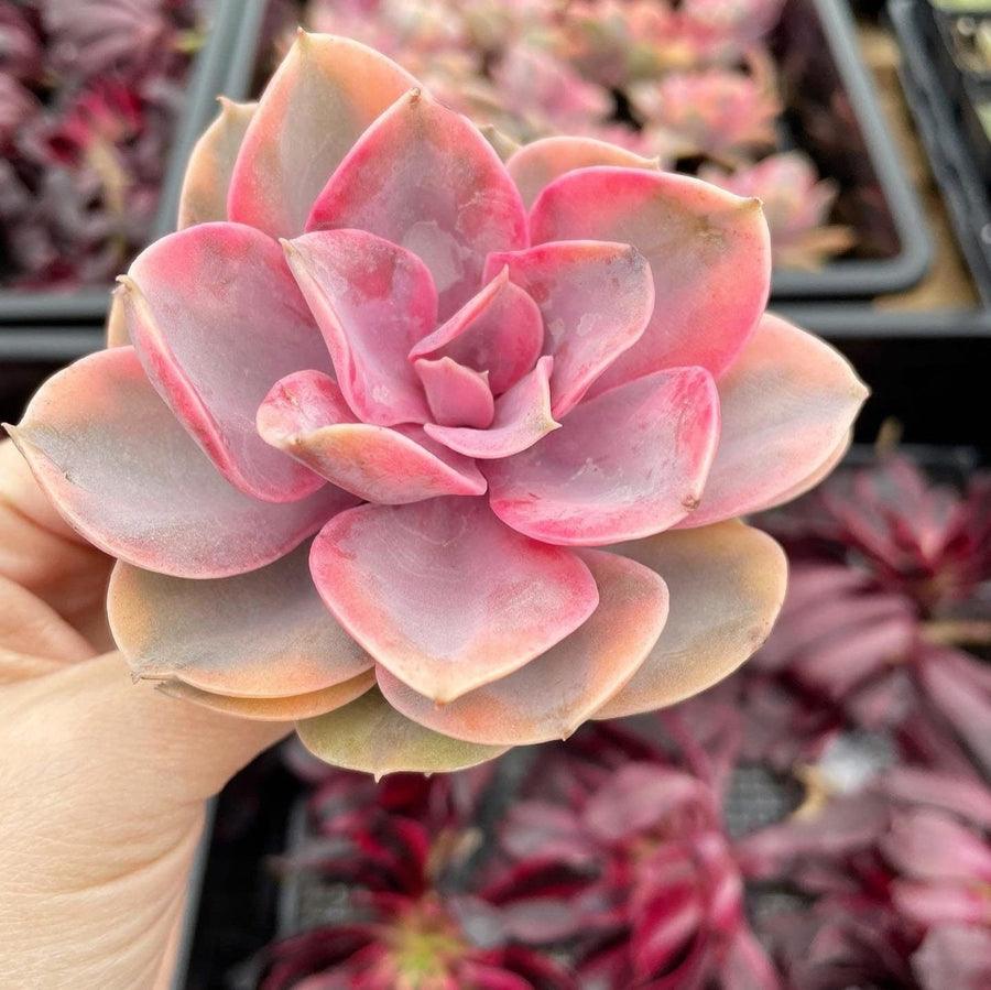 Rare Succulents - Echeveria Rainbow Variegated