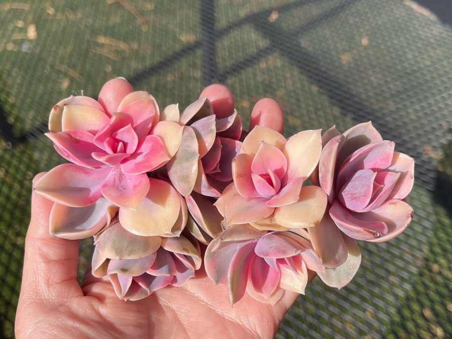 Rare Succulents - Echeveria Rainbow Variegated