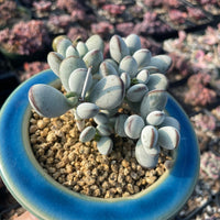 Rare Succulents - Cotyledon Orbiculata