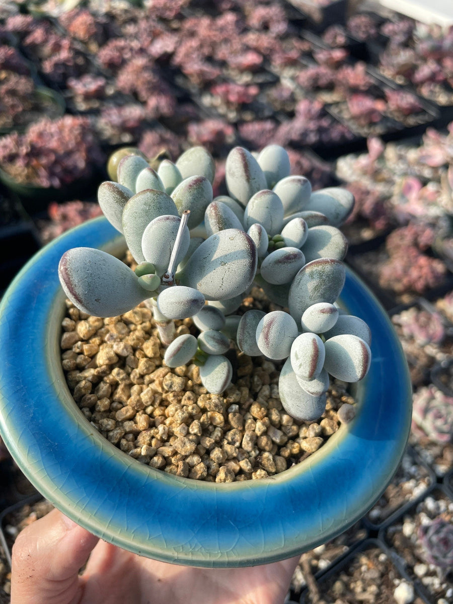 Rare Succulents - Cotyledon Orbiculata