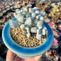 Rare Succulents - Cotyledon Orbiculata