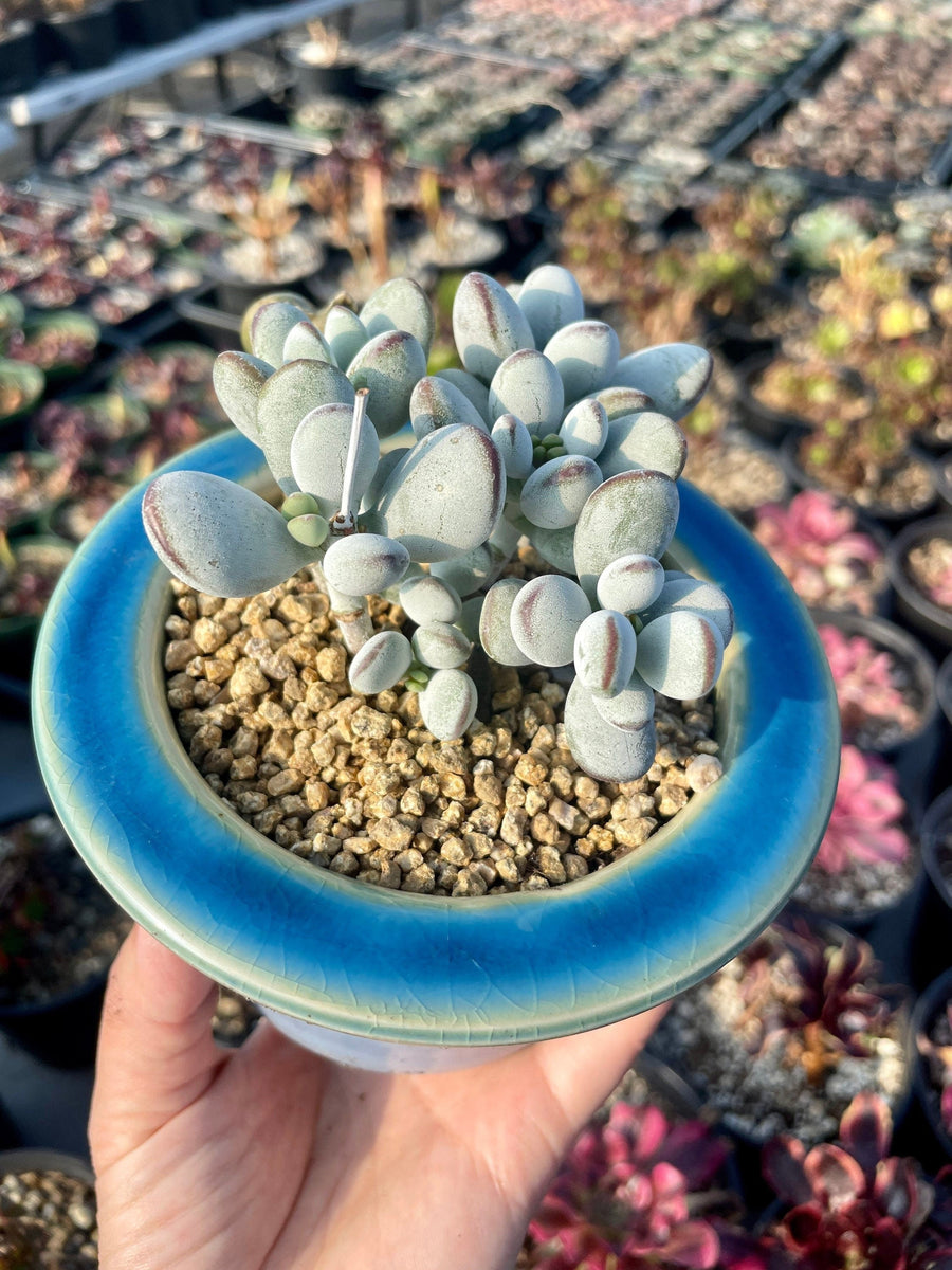 Rare Succulents - Cotyledon Orbiculata