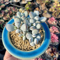 Rare Succulents - Cotyledon Orbiculata